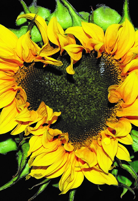 sunflower_2