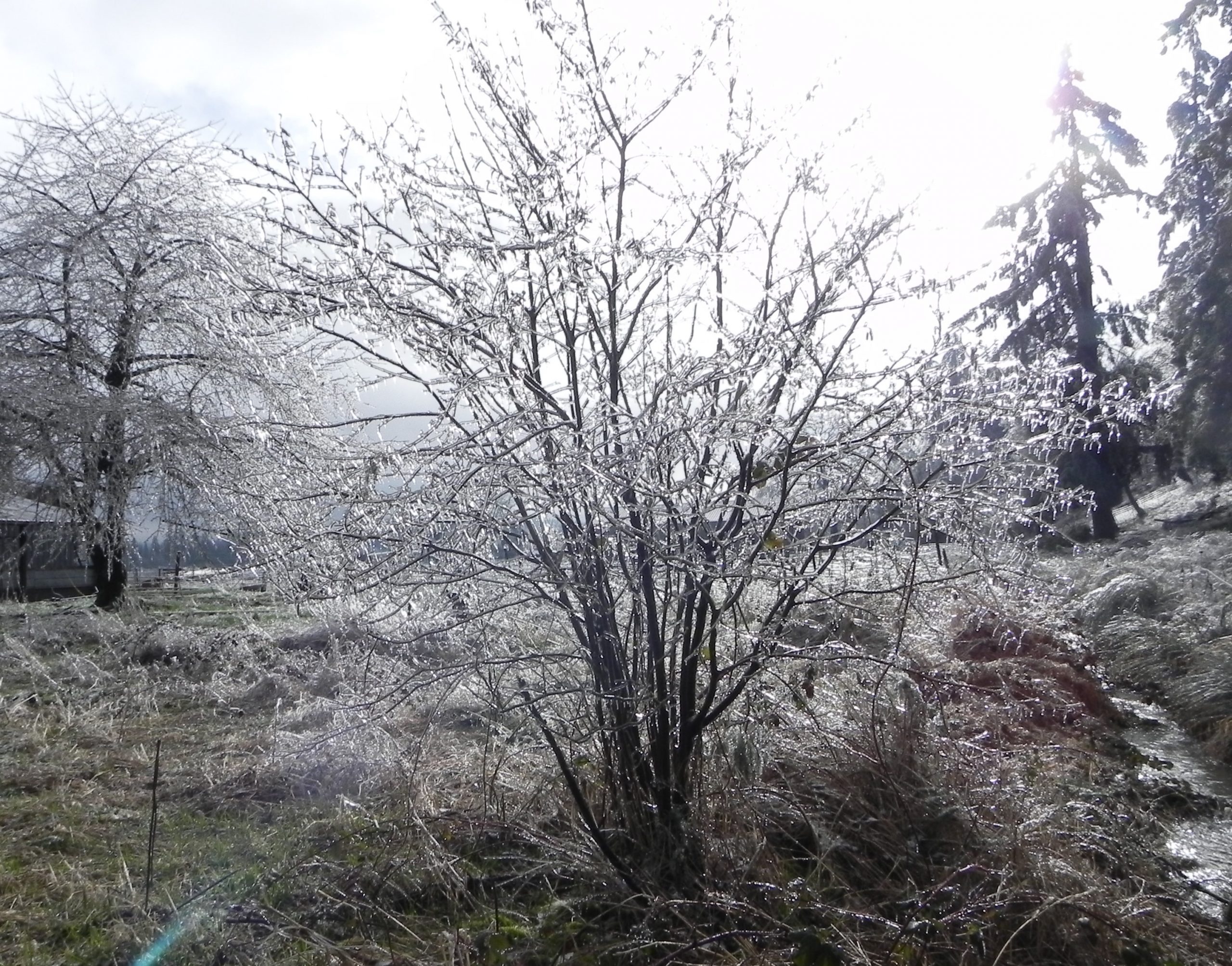 Trees in Valentine's Ice Storm 2021